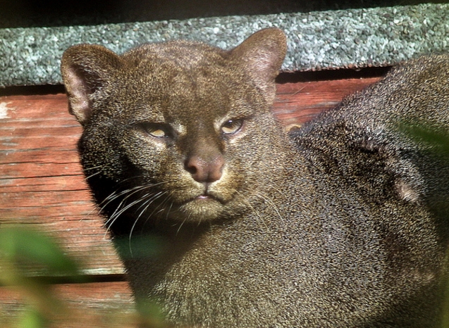 属中型野生 a href="#" data-lemmaid="71877">猫科动物 /a>,体长约51