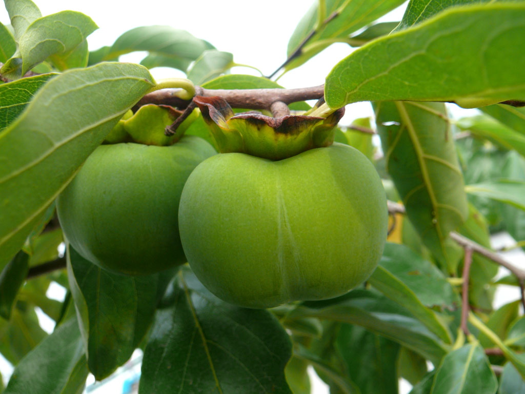 柿科(ebenaceae gürke)是杜鹃花目