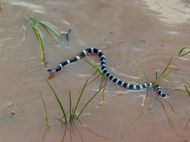  p>银环蛇( i>bungarus multicinctus /i>),是眼镜蛇科环蛇属的一种