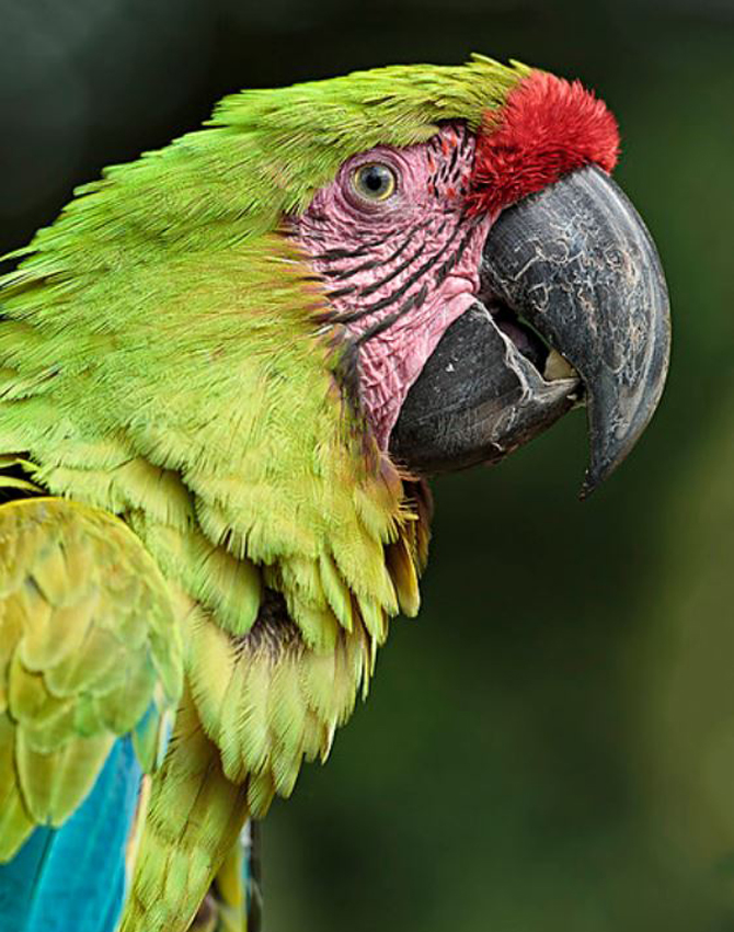  p>大绿金刚鹦鹉(学名: i>ara ambigua /i>):是鹦鹉科,金刚鹦鹉属的