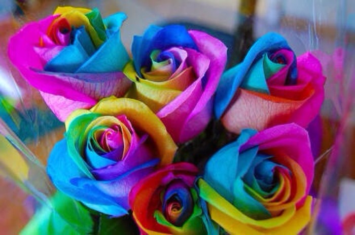 彩虹玫瑰