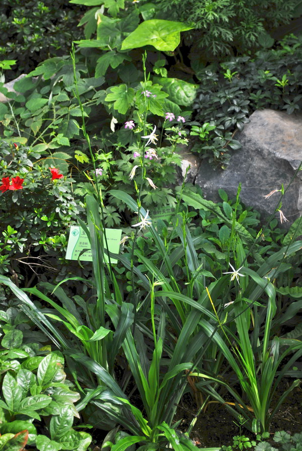 是百合科下的一个属.为多年生草本植物,根状茎较短.