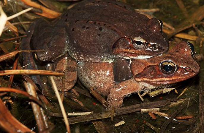  p>木蛙(学名: i>lithobates sylvaticus /i>):体长35-76毫米,体重7.
