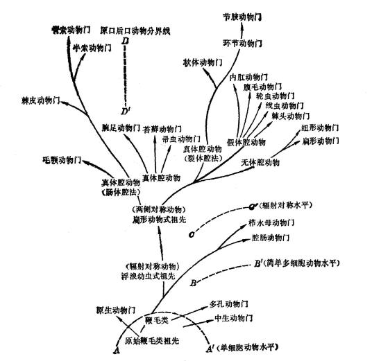 动物界 动物界 百度百科