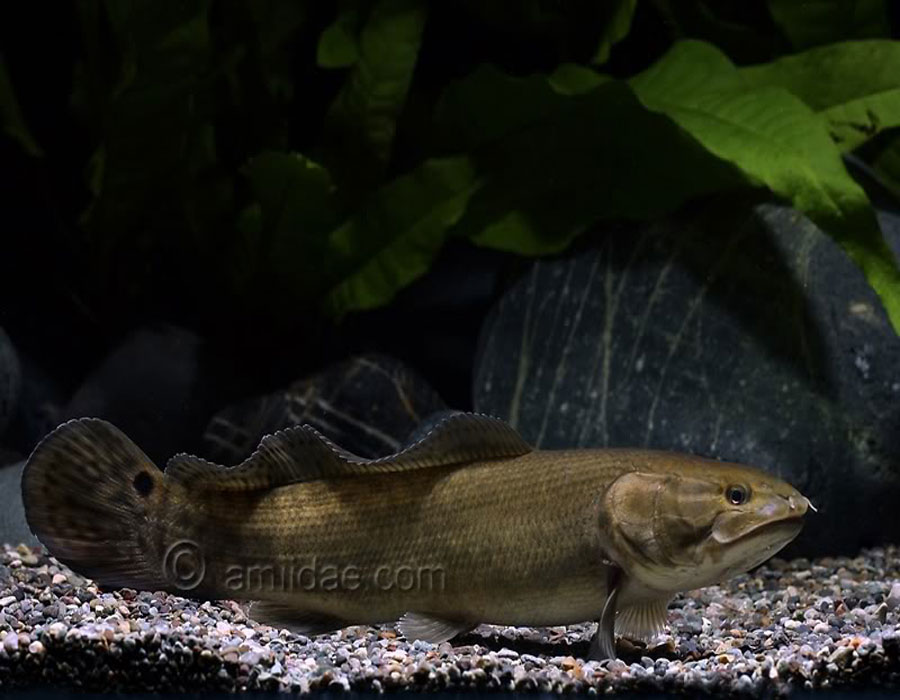  p>弓鳍鱼 amia calva 亦作grindle.