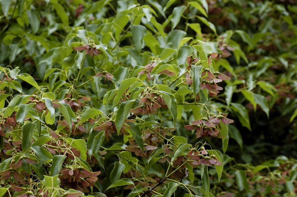  p>三角槭,别名: a target="_blank" href="/item/三角枫/3060892"