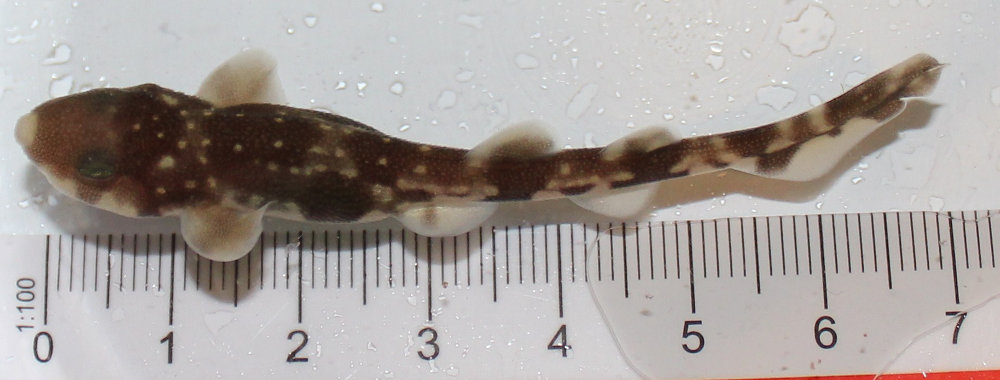  p>虎纹猫鲨(学名: i>scyliorhinus torazame /i>)是猫鲨科,猫鲨属的