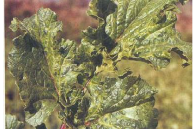  p data-id="gn7rcvcarq">药用莱菔花叶病毒病,萝卜花叶病属系统侵染