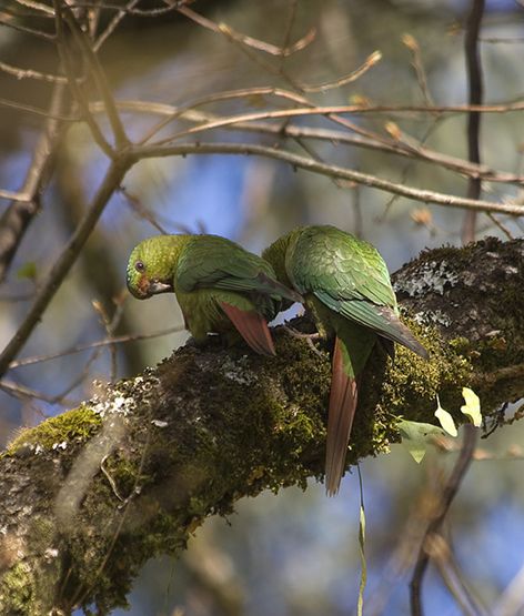  p>南方锥尾鹦鹉(学名: i>enicognathus ferrugineus /i>):是鸟纲