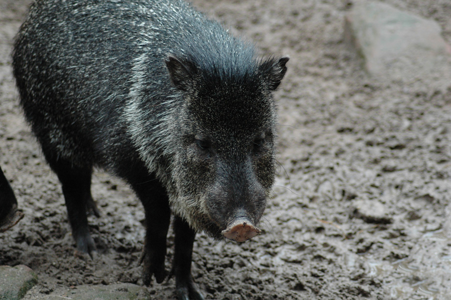  p>领西猯(学名: i>pecari tajacu /i>):是哺乳纲,西猯科的野猪,属于