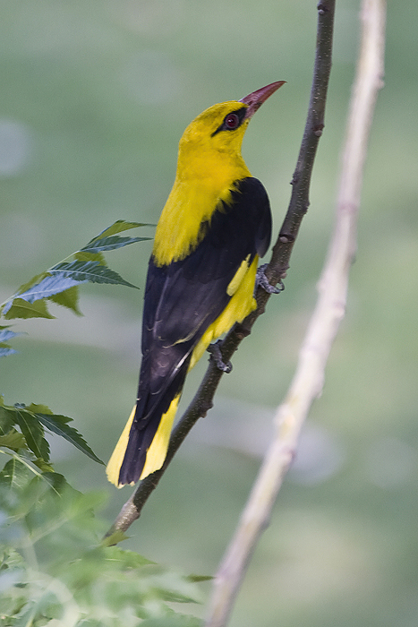 eurasian golden-oriole