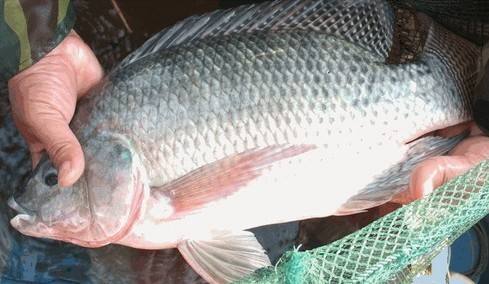 海南罗非鱼