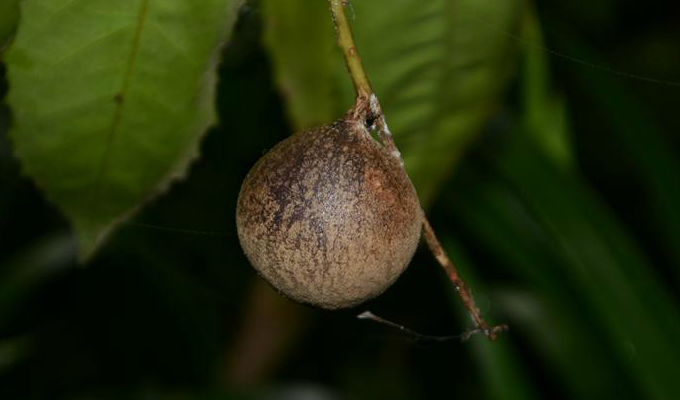  p>山龙眼属(拉丁学名:helicia lour)  a target="_blank" href="