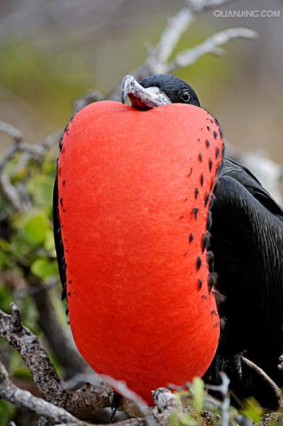  p>喉囊(hou nang), a target="_blank" href=