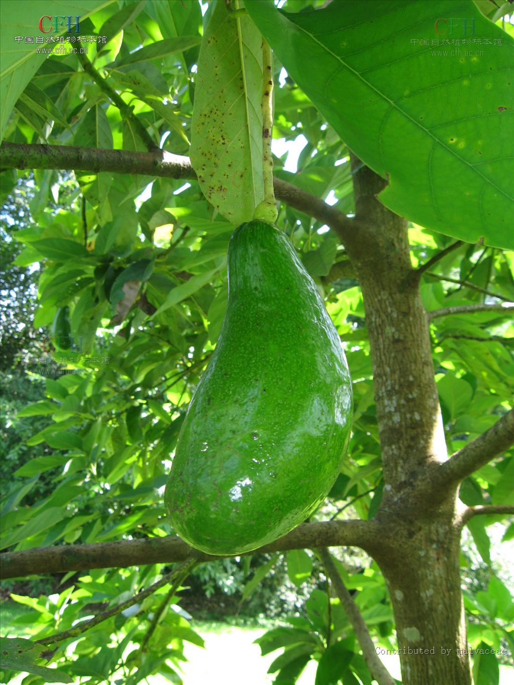  p>鳄梨属(学名:persea&nbsp;mill.