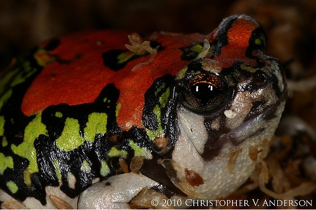  p>红犁足蛙(学名:scaphiophryne gottlebei),又名 a target="_blank"