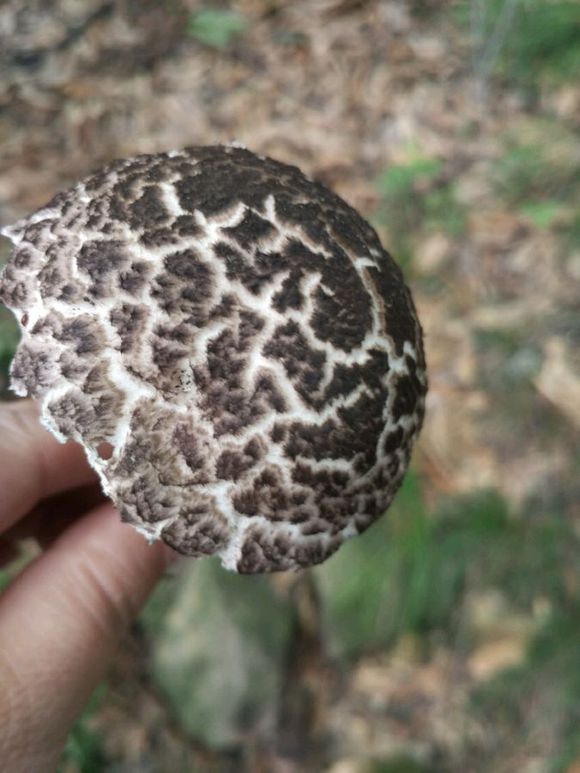 混淆松塔牛肝菌