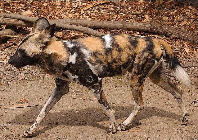 african wild hunting dog