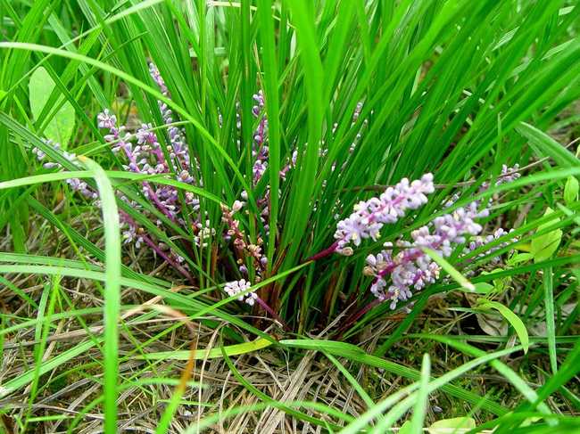 是百合科山麦冬属植物.