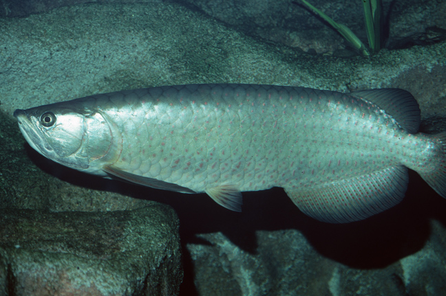 以其鳍叶上美丽的斑点而得名.