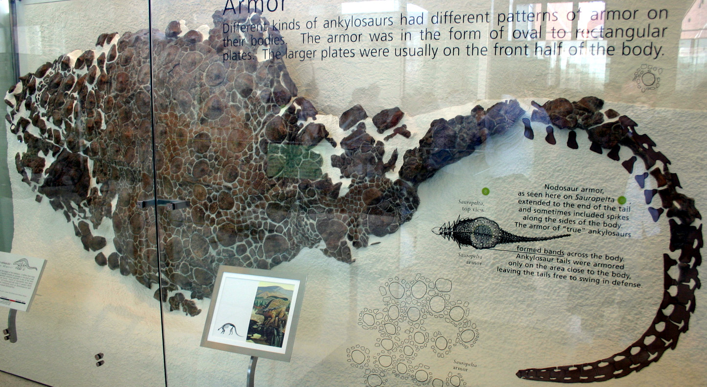  p>蜥结龙是一种性情温和的草食性 a>恐龙 /a>.