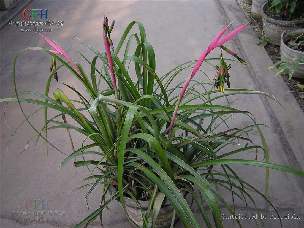  p>水塔花属,billbergia thunb.