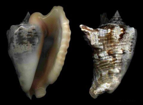  p>鹰翼凤凰螺(学名: i>lobatus raninus /i>):成贝螺壳尺寸40 - 120