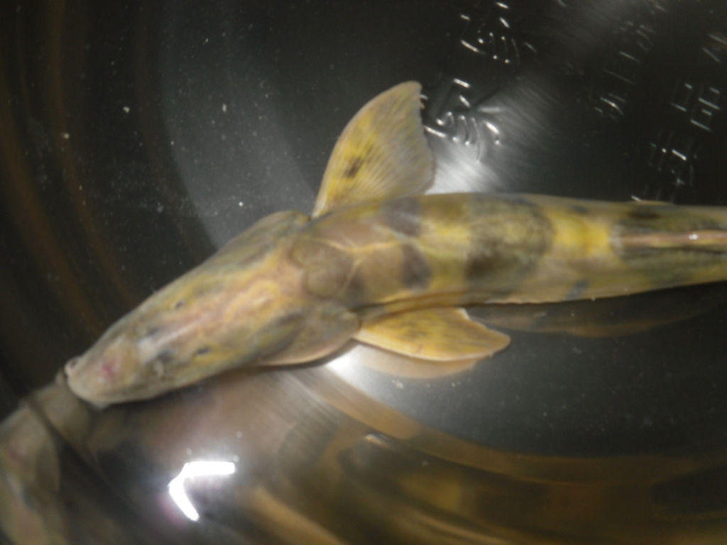  p>斑鳍沙鳅( a href="#" data-lemmaid="8074290">学名 /a>:botia