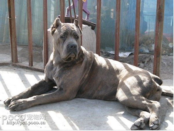 意大利卡斯罗犬