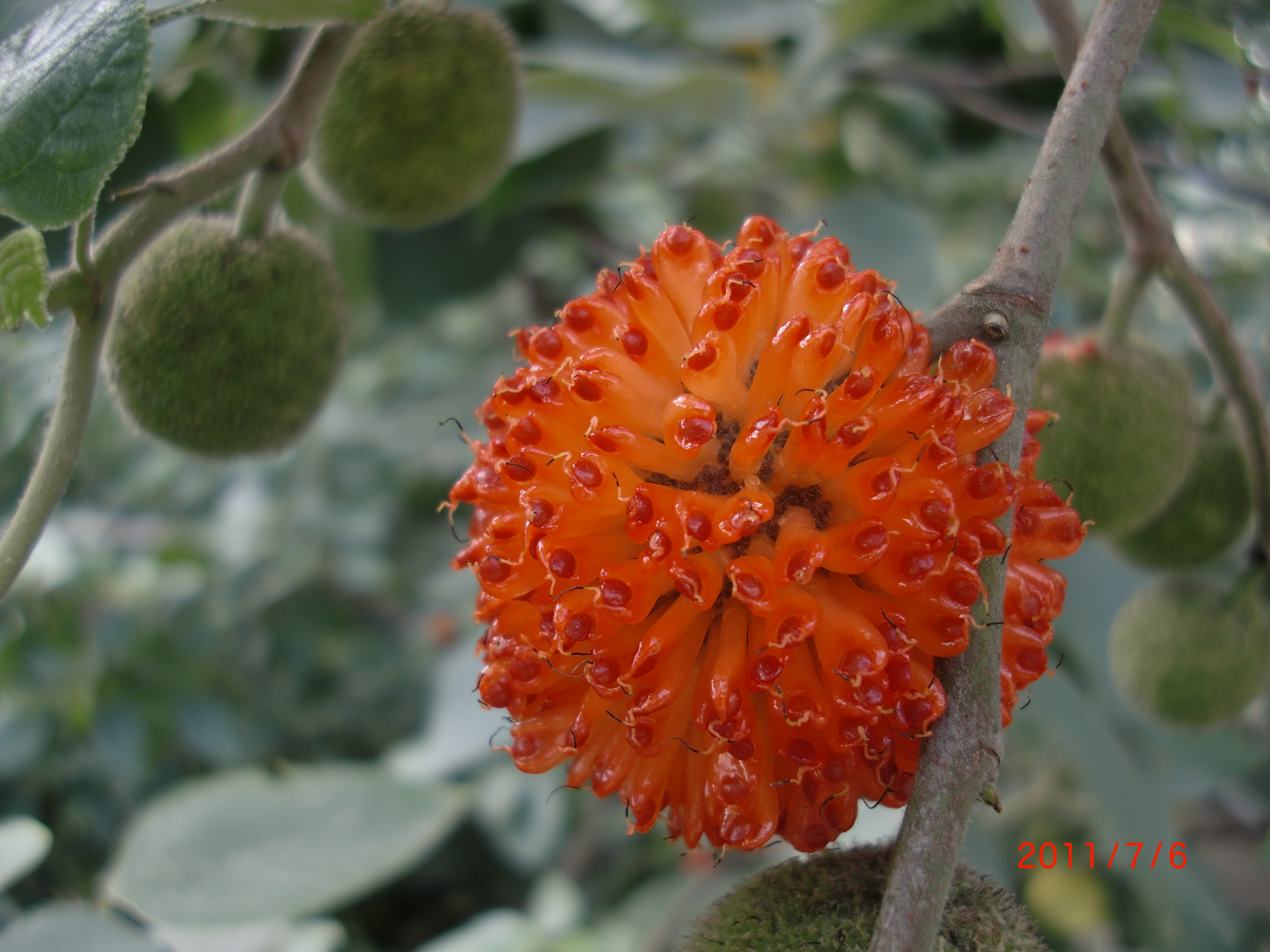  p>楮(音处,上声)实,楮树(楮实子)果实,可入药.