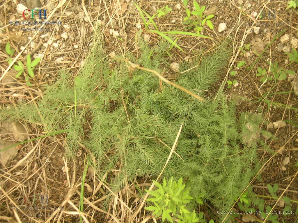  p> b>南玉带 /b>是 a href="#" data-lemmaid="6632464">天门冬科 /a