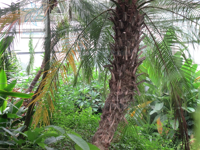 非洲海枣(垂枝刺葵)