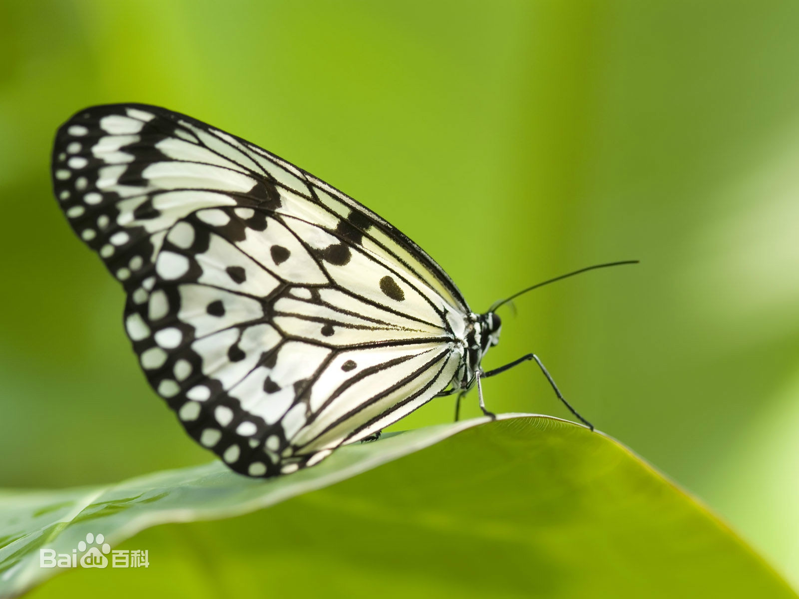  p>蝶,通称为"蝴蝶", a target="_blank" href="/item/节肢动物门