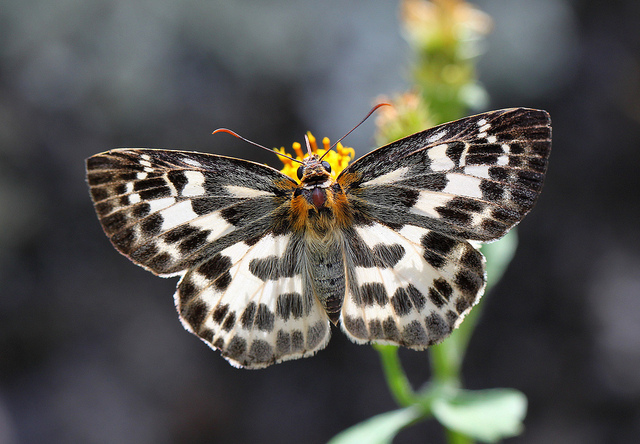  p>(弄蝶科) 展翅38 - 45 mm,翅面白色具暗褐色的斑纹,近基部及外缘暗