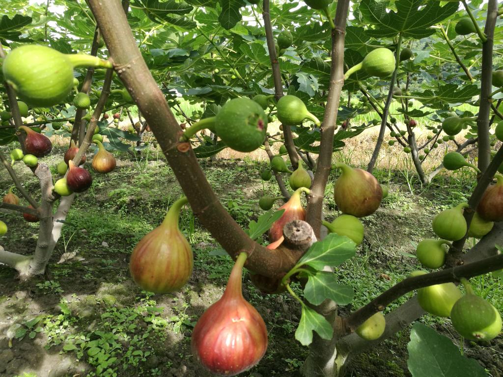  p>无花果树(学名:ficus carica linn.