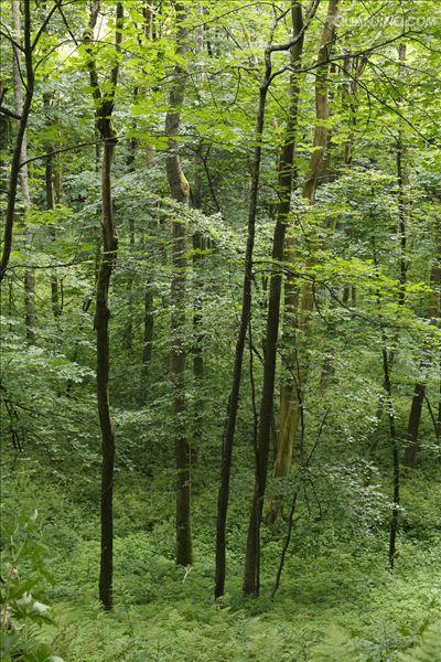  p>阔叶林:由 b> a target="_blank" href="/item/阔叶树">阔叶树 /a>