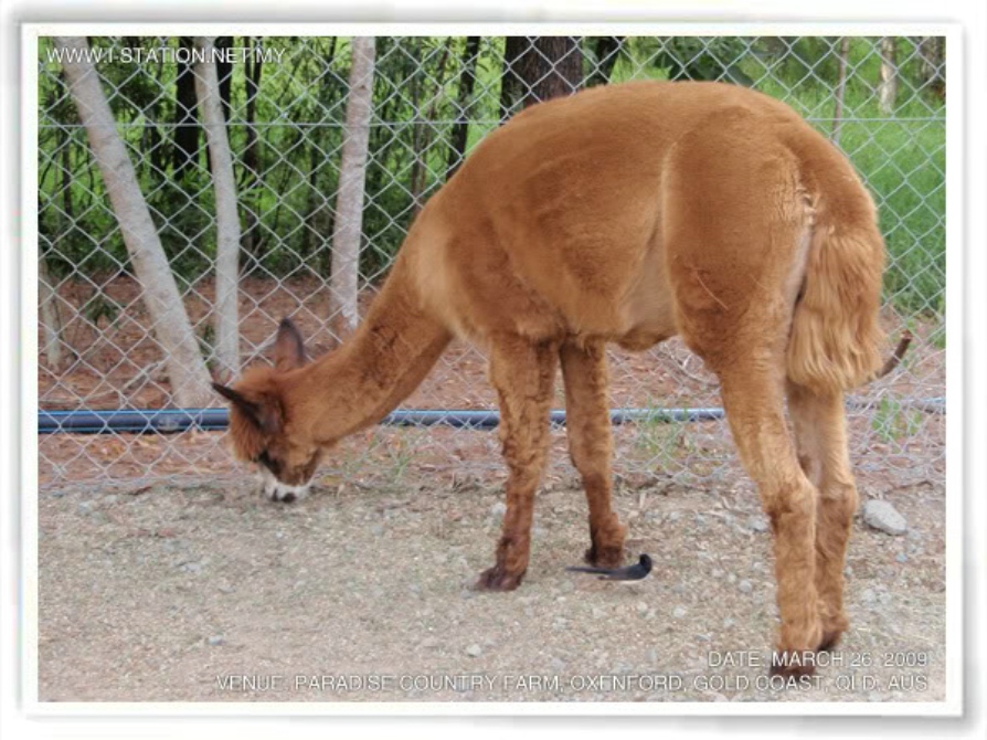  p data-id="gnwiy3wj9h"> b>大羊驼 /b>(拉丁学名: i>lama glama /i>