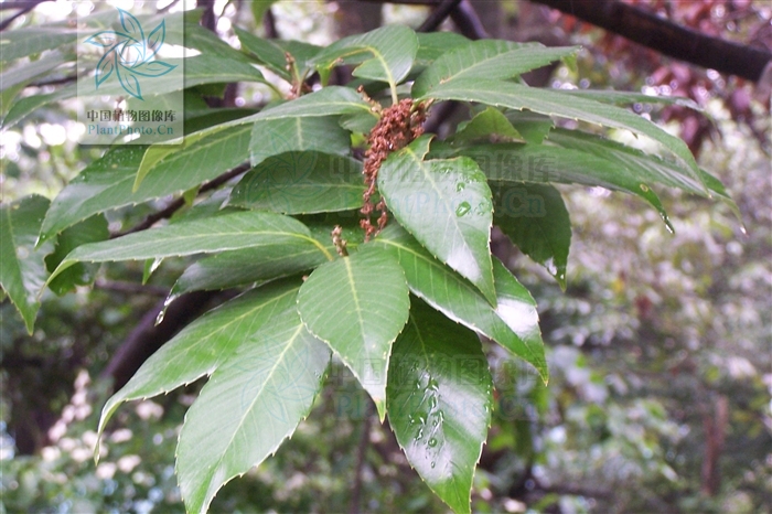  p>红背甜槠(学名:castanopsis eyrei (champ.) tutch.