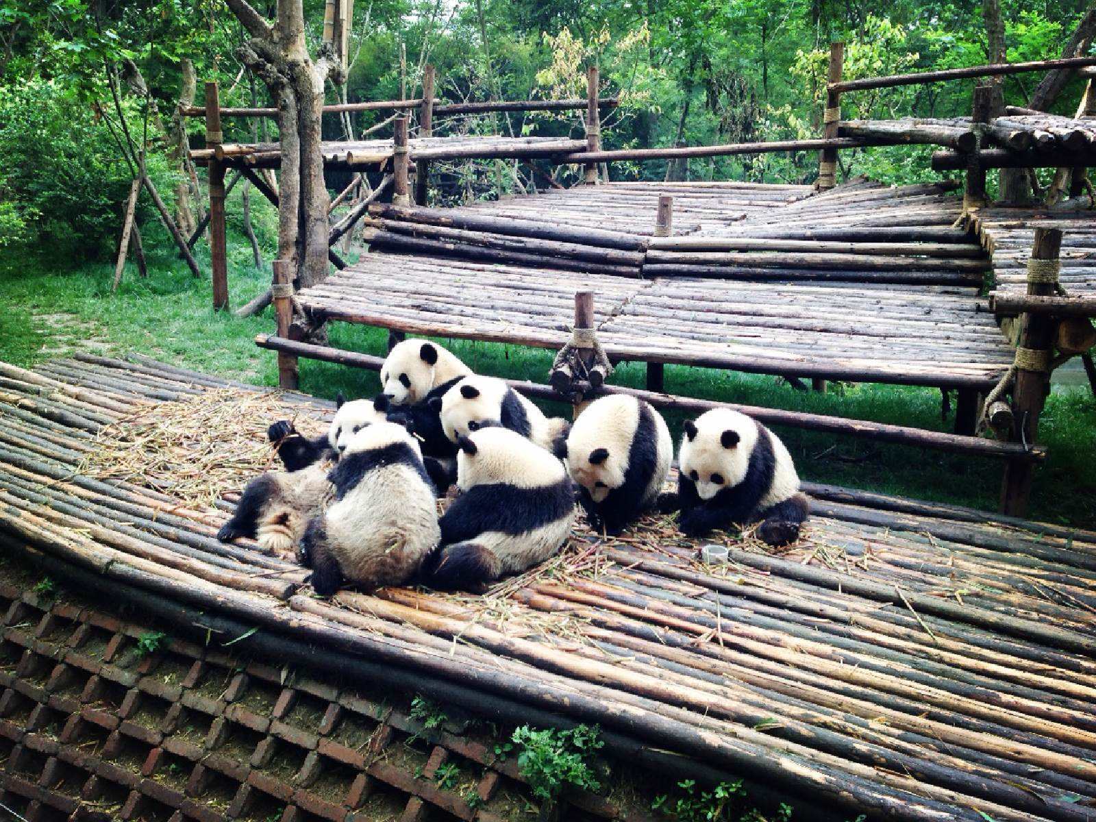  p>成都大熊猫博物馆位于 a href="#" data-lemmaid="128473">成都 /a