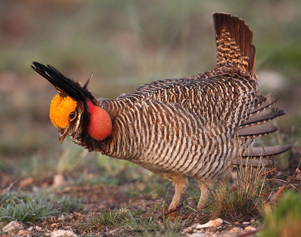 tympanuchus pallidicinctus