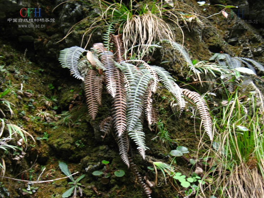  p>荚囊蕨属(学名:struthiopteris scopoli)是乌毛蕨科下属一属.
