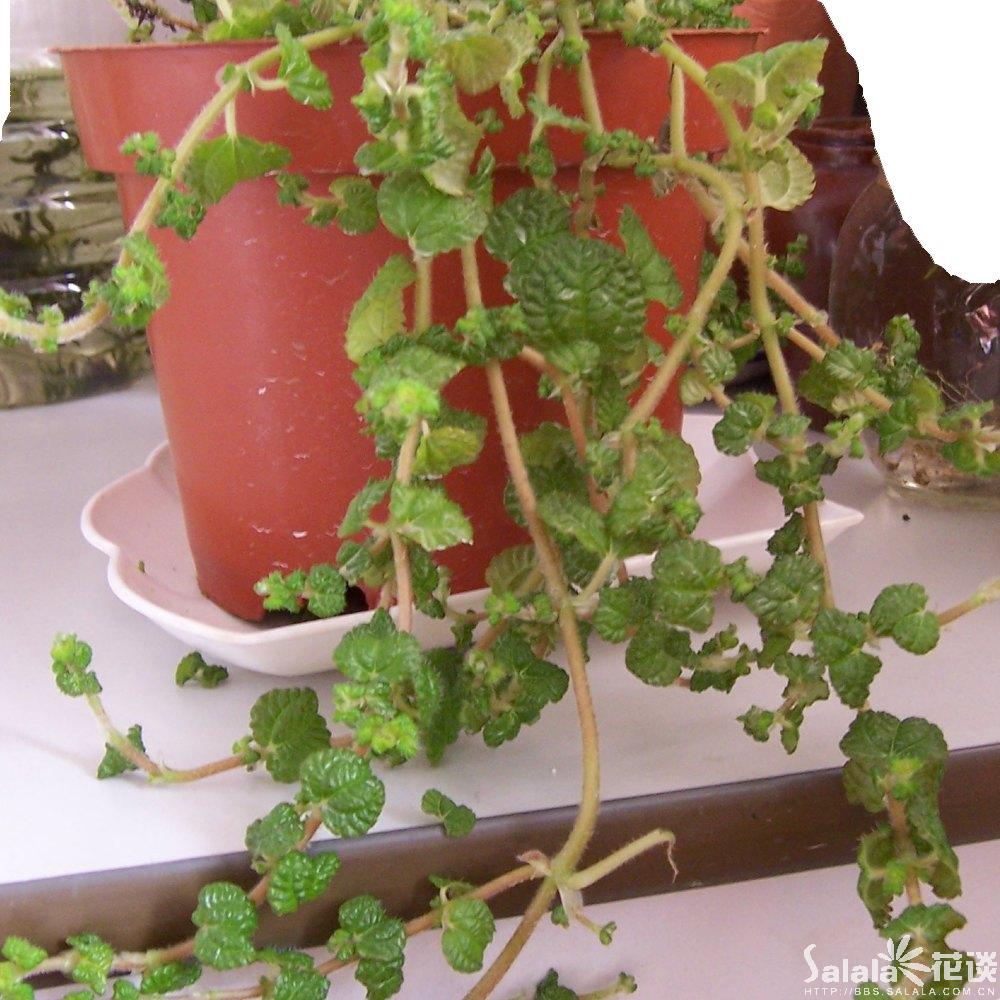 草莓吊兰