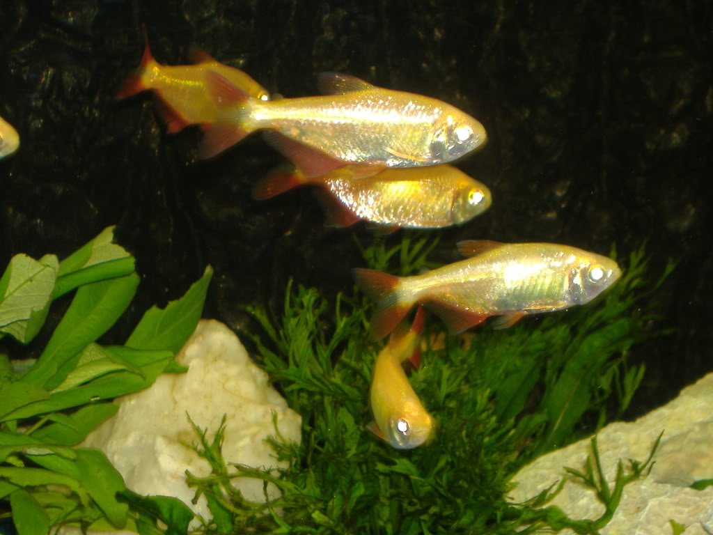  p>金十字灯鱼的各鳍上遍布着鲜红并和金色条纹穿插出渐层,背鳍有着