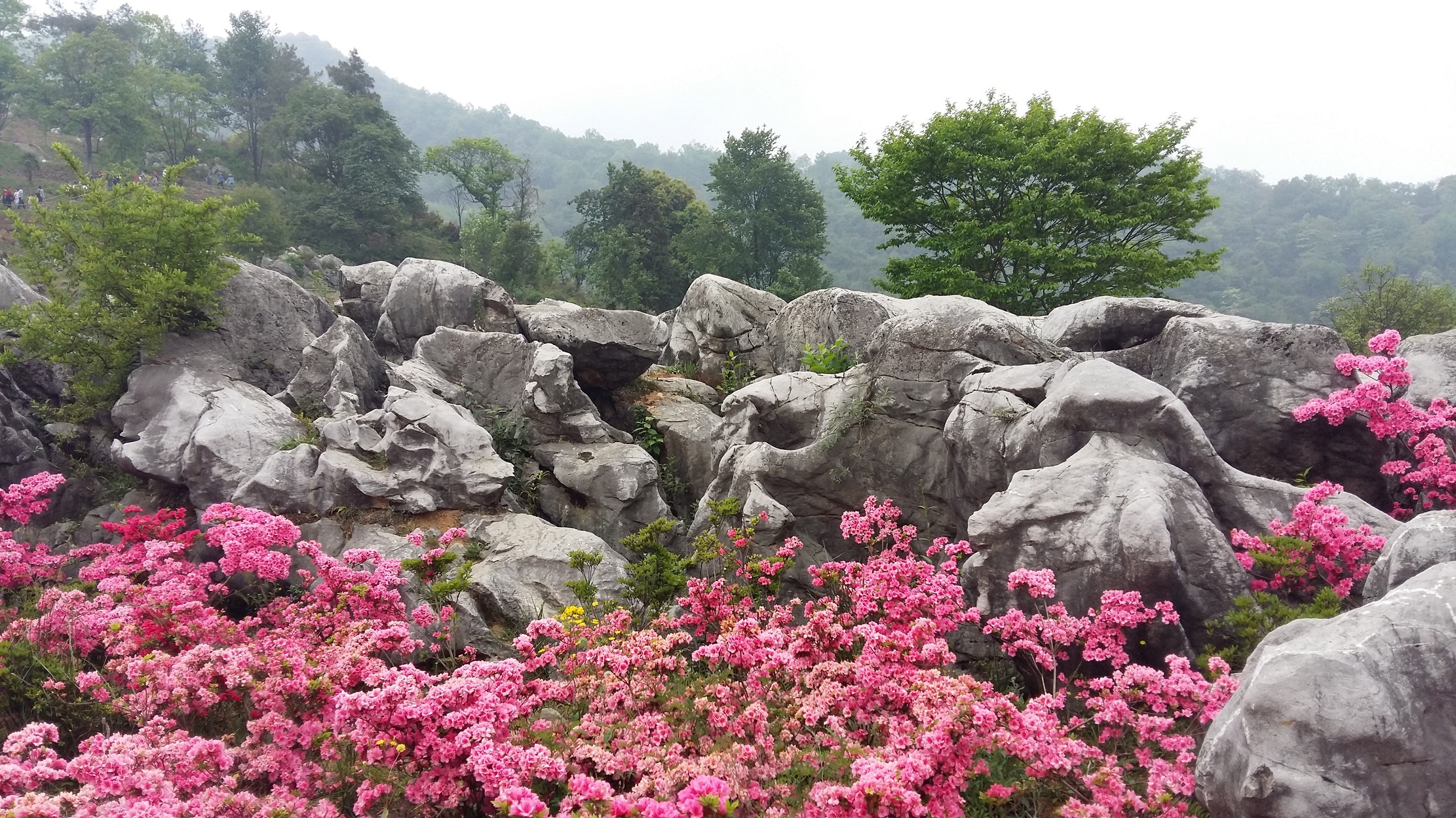  p data-id="gnzlmti7cp">药王谷位于绵阳市北川羌族自治县与江油市