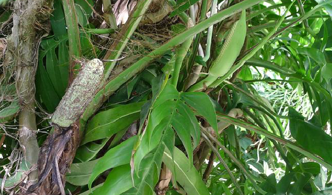  p>麒麟叶属, a href="#" data-lemmaid="6721720">天南星科 /a>, a