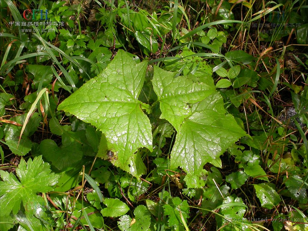  p>蟹甲草(拉丁学名:parasenecio forrestii)为 a data-lemmaid="