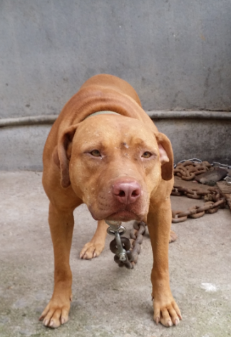 american pit bull terrier