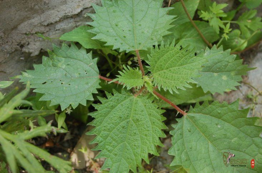  p>蝎子草属 a target="_blank" href="/item/荨麻科">荨麻科 /a>, a