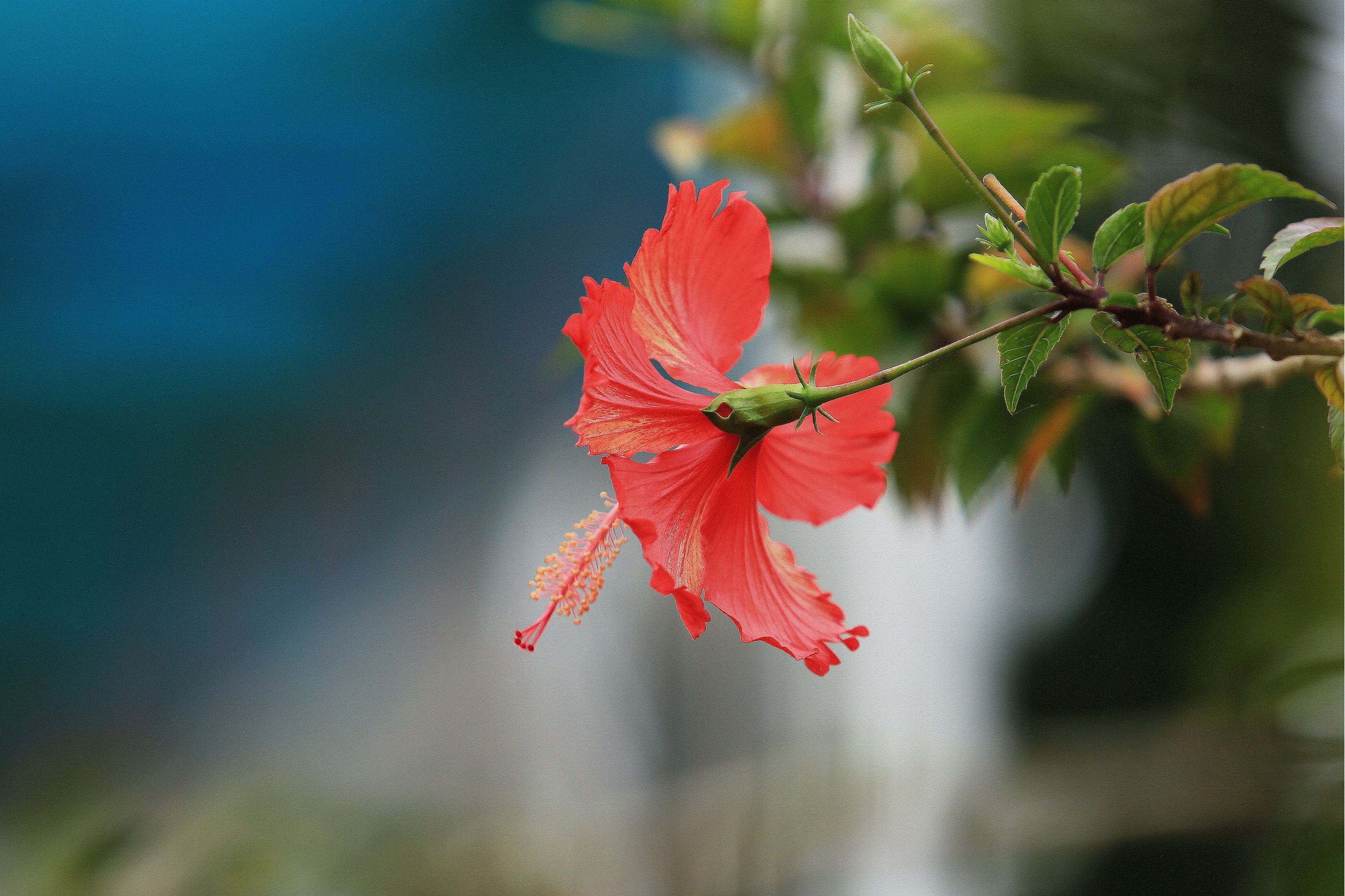 data-lemmaid="941102">木槿 /a>,红扶桑,红木槿,桑槿,火红花