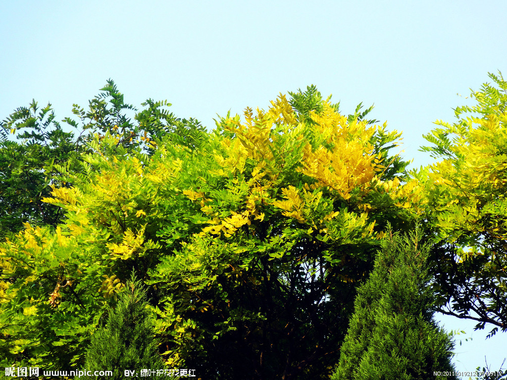  p>黄叶树属(xanthophyllum roxb )是远志科黄叶树属植物,灌木或小